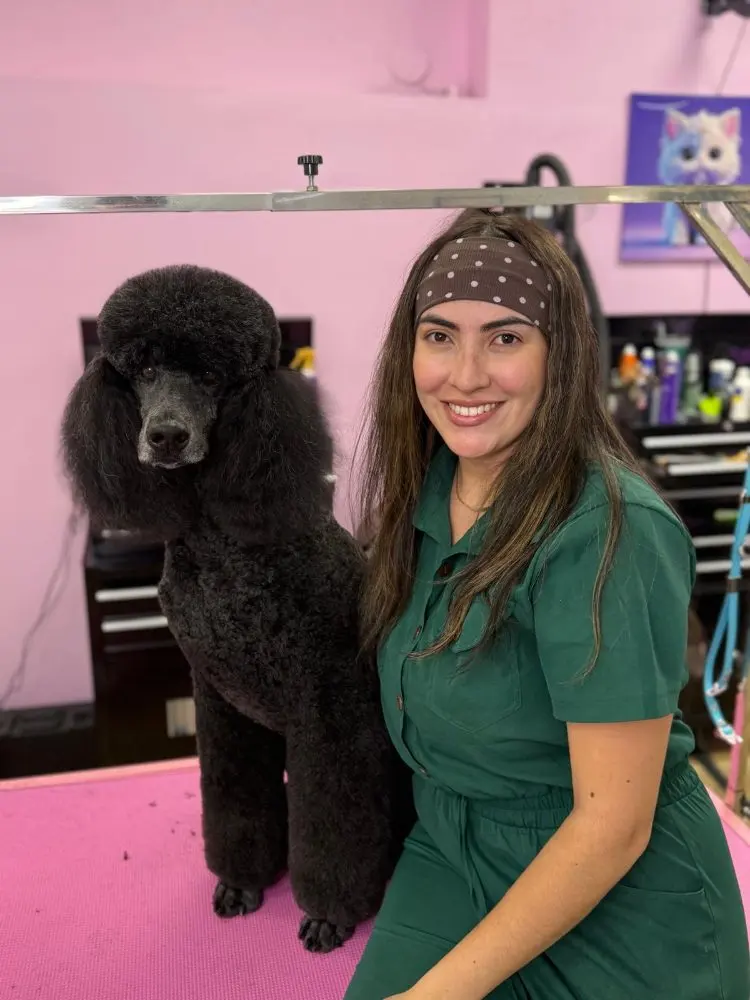 {{ t.alt.poodle }}